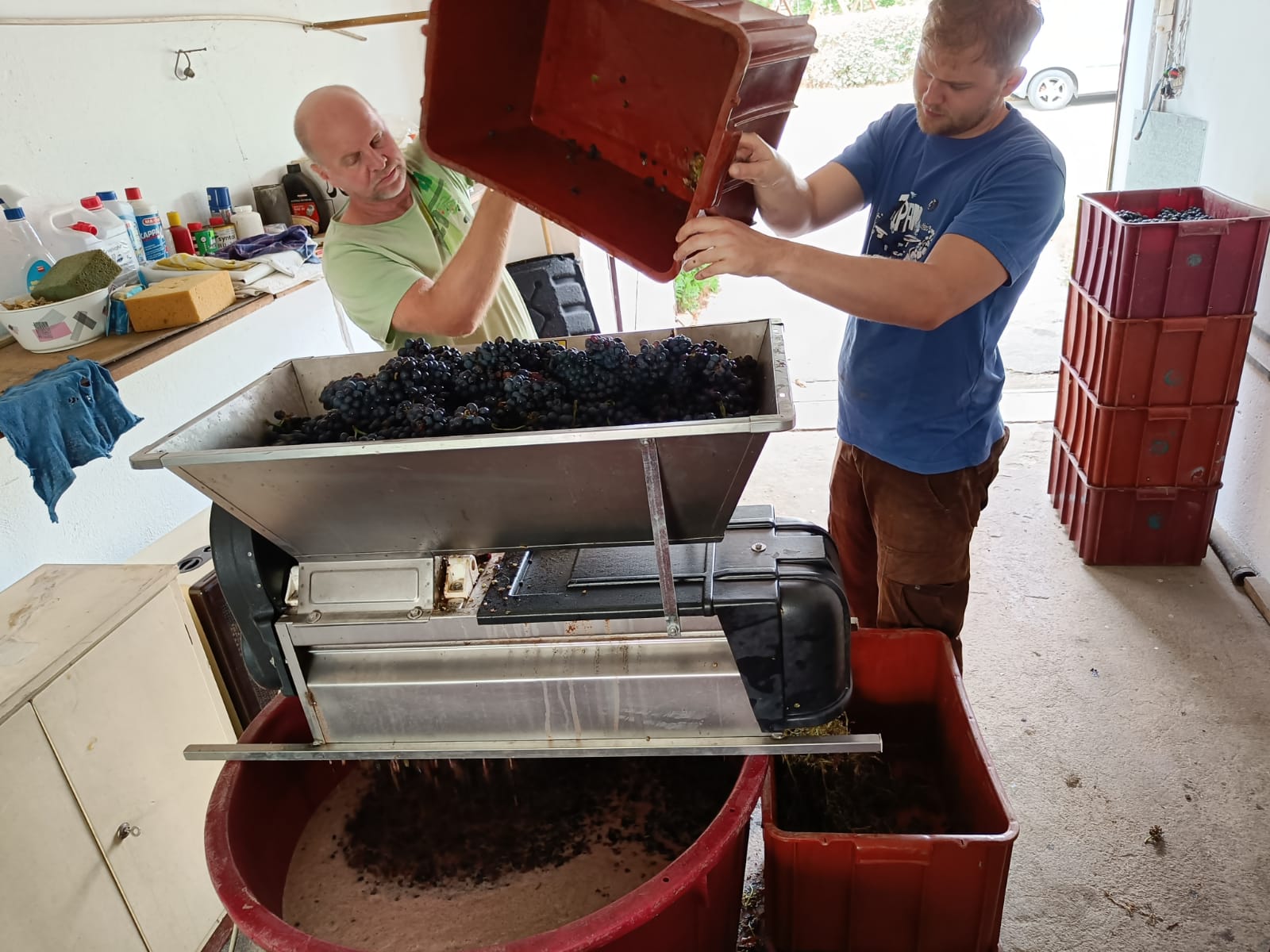 Práce s hrozny ve vinařském zázemí