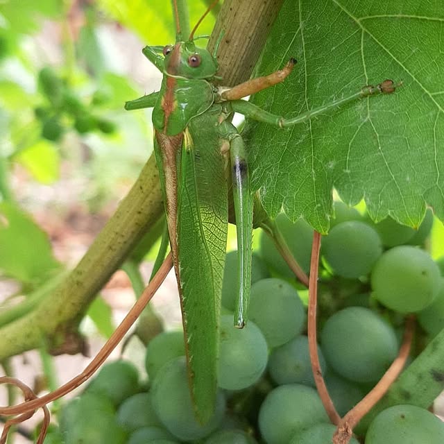 Fotka z Instagramu Vinařství Kýperek